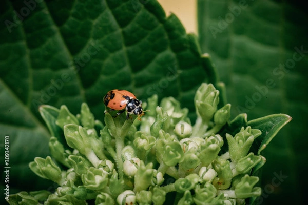 Obraz Ladybug