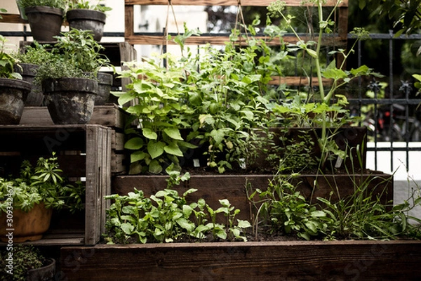 Obraz Hochbeet mit Kräutern im Küchengarten