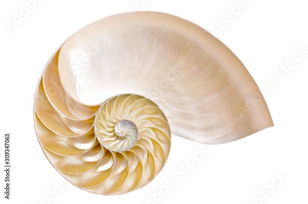Fototapeta Half ammonite on a white background illustrating the Fibonacci sequence