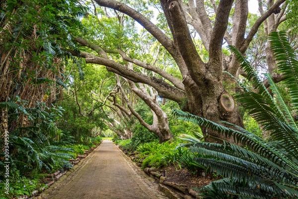 Fototapeta A straight path is leading through a dense forest with old trees and ferns, botanical garden Kirstenbosch, Cape Town, South Africa