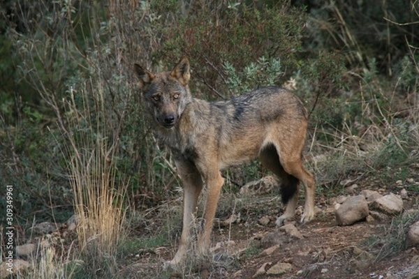 Fototapeta lobo
