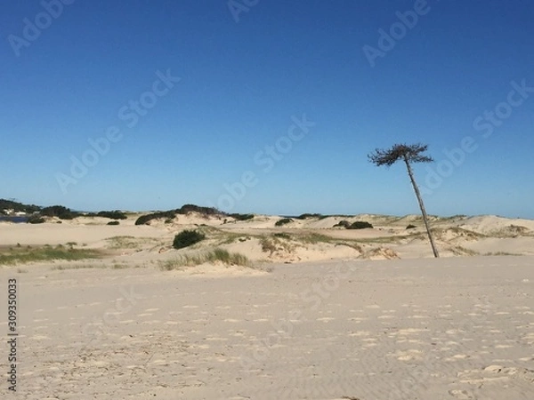 Fototapeta duna con arbol