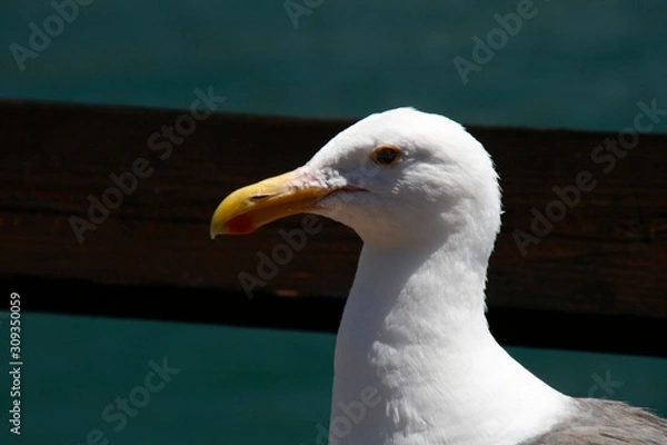 Fototapeta gaviota