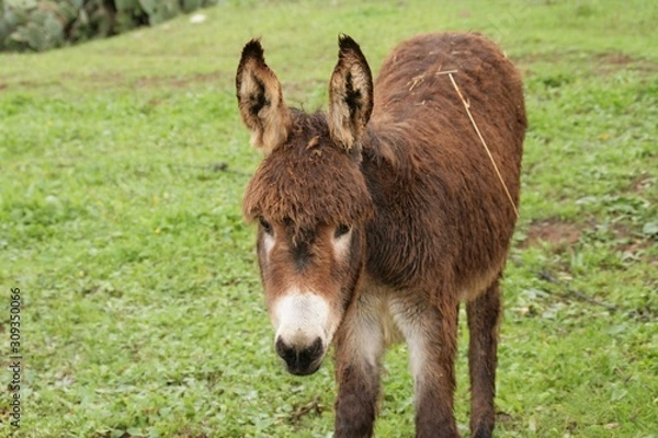 Fototapeta burro