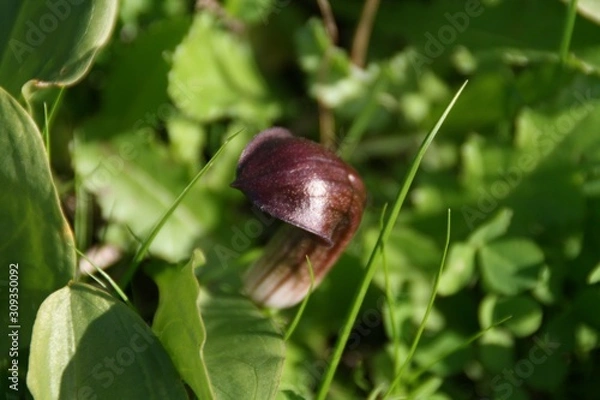 Fototapeta flor canivora