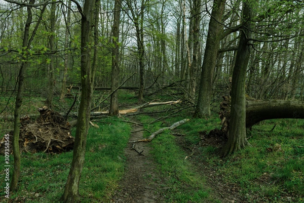 Fototapeta ordinary path through the forest with broken trees after heavy wind