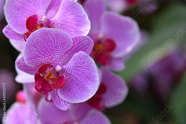 Fototapeta Close-up hanging fresh branch of a bright lilac orchid with text space