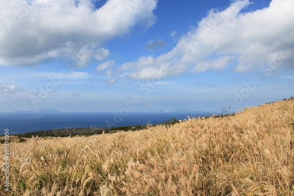 Obraz ススキのある絶景