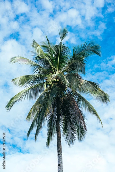 Fototapeta Closeup of coconut tree bearing fruits against the bright and sunny blue sky filled with fluffy clouds. Selective focus. Portrait orientation.