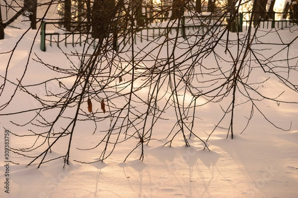 Obraz Sunlight passes through the branches of trees. Winter. Snow.