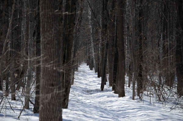 Obraz snowy road passing through a winter forest. Winter. Snow.
