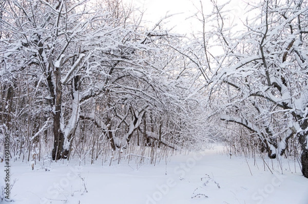 Obraz Snow covered trees in the winter forest. Winter. Snow.