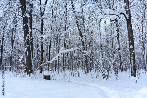 Obraz Snow covered trees in the winter forest. Winter. Snow.
