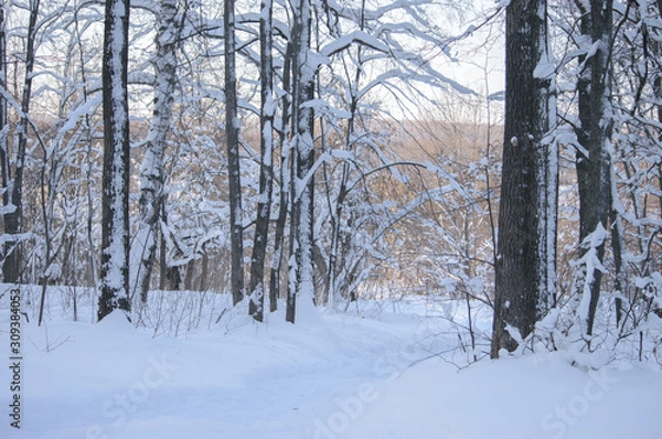Obraz Snow covered trees in the winter forest. Winter. Snow.