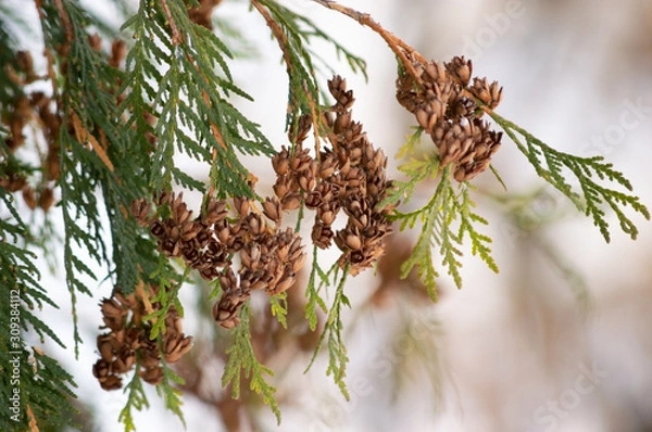 Obraz Green branches of conifer in winter. Winter. Spring. Forest.