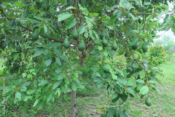Obraz Green fruit of ivy that grows on scaffolding