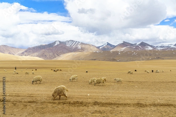Fototapeta The herd of goats in the valley