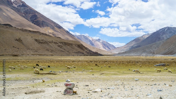 Fototapeta The herd of goats in the valley