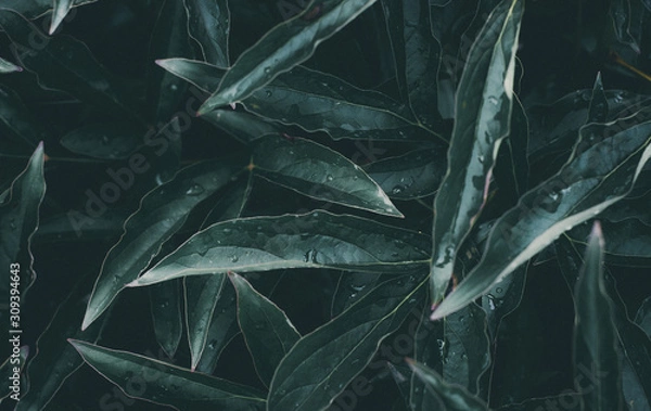 Obraz Green leaves pattern background, close-up