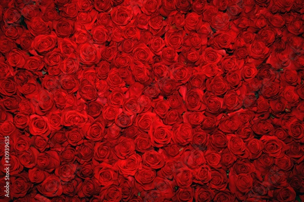 Obraz Tło z czerwonych róż