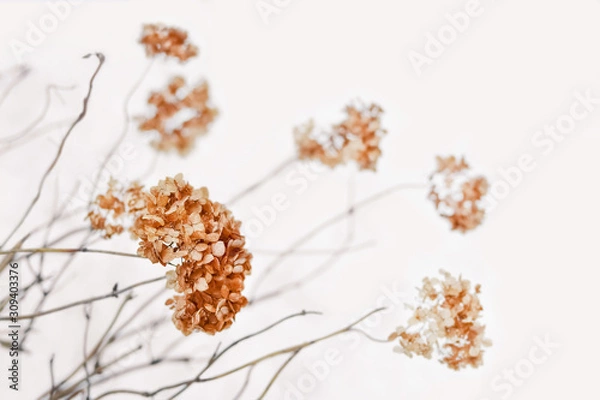 Fototapeta Dry hortensia (hydrangea) flowers and twigs over natural snowy background. Picturesque winter landscape in calm light shades. Shallow depth of field