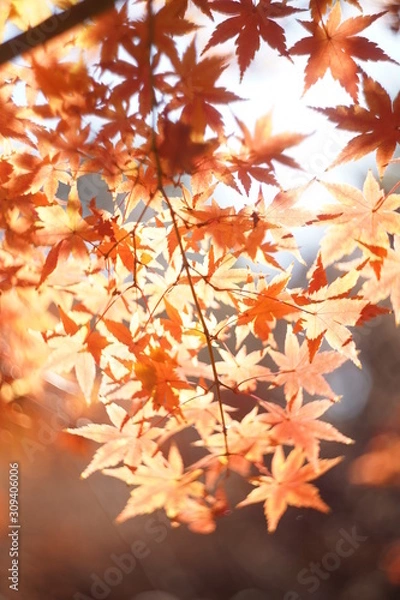Fototapeta 紅葉の秋