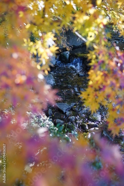 Fototapeta 紅葉のフレーム