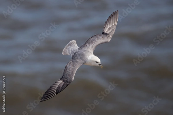 Obraz Fulmar Flying