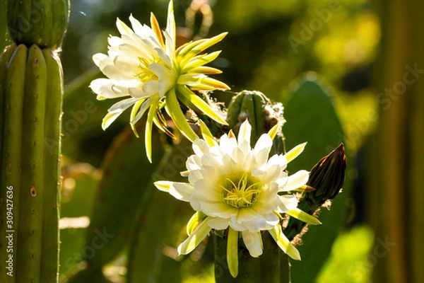 Obraz Echinopsis Pachanoi Cactus (San Pedro)