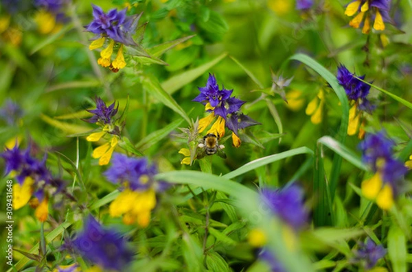 Fototapeta Blue flowers