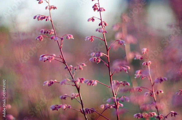 Obraz pink flowers in spring