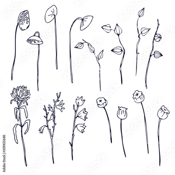 Obraz Plants branches isolatet