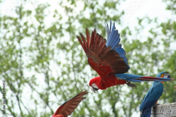 Obraz choregraphie de ara