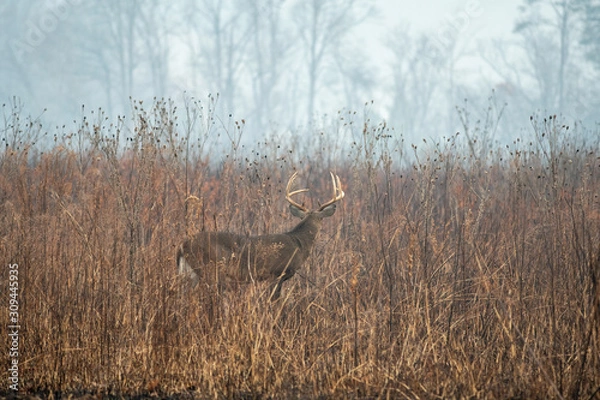 Fototapeta Large whitetailed deer buck