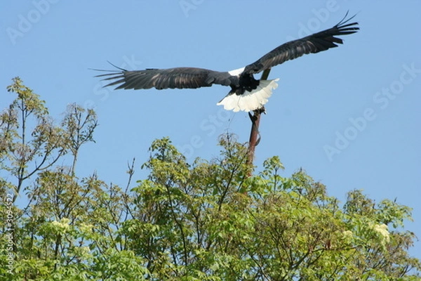 Obraz AIGLE EN VOL