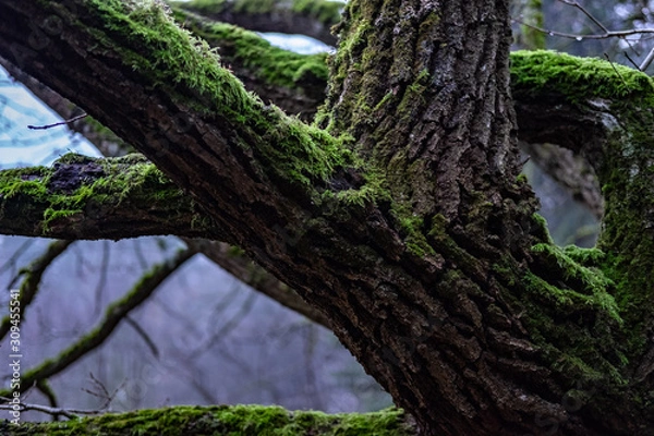 Fototapeta tree in forest covered with moss 