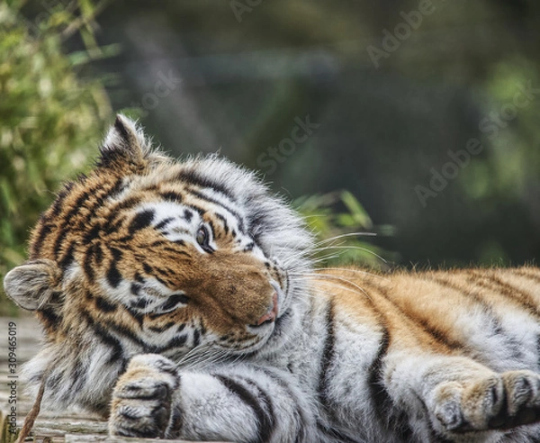 Obraz exhausted tiger