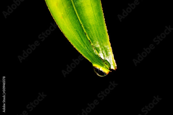 Obraz leaf water droplet