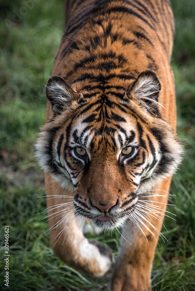 Obraz menacing tiger