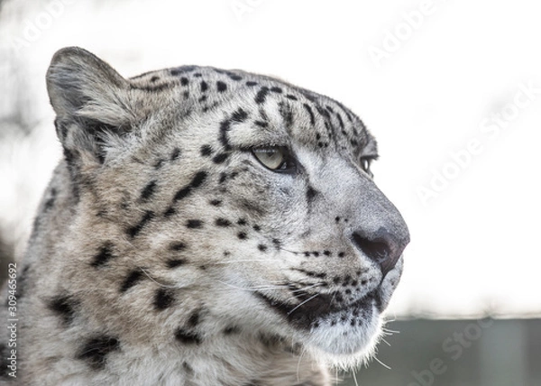 Obraz snow leopard