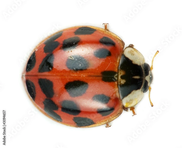 Obraz ladybug