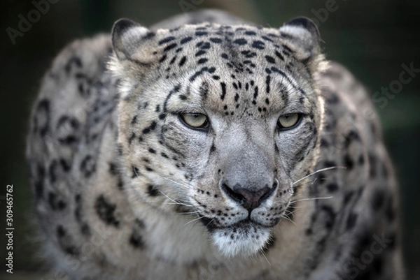 Obraz snow leopard