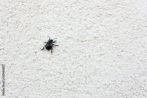 Fototapeta Beetle climbing a white wall