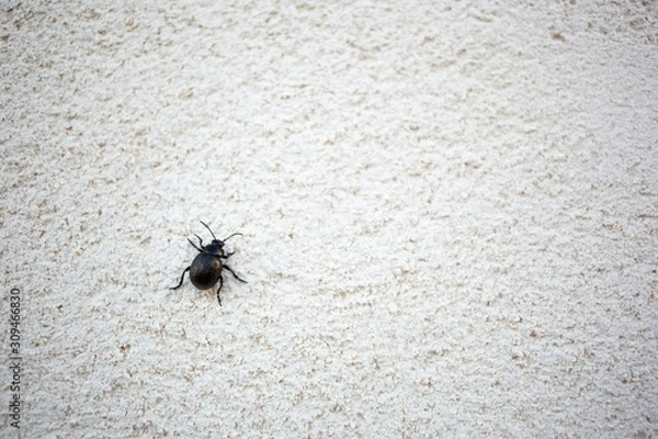 Fototapeta Beetle climbing a white wall