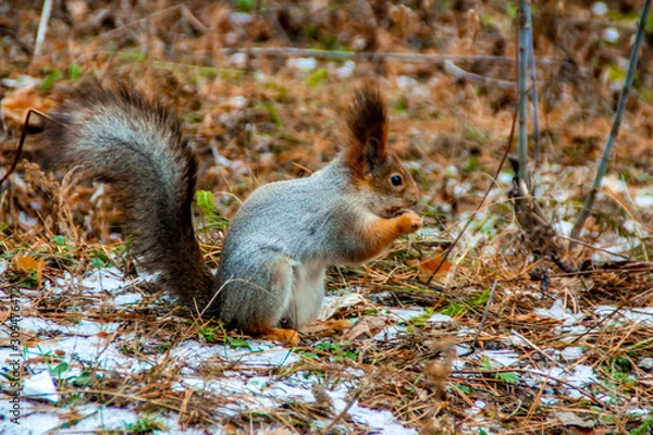 Fototapeta Squirrel eats nuts