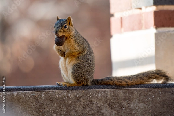 Fototapeta Squirrel