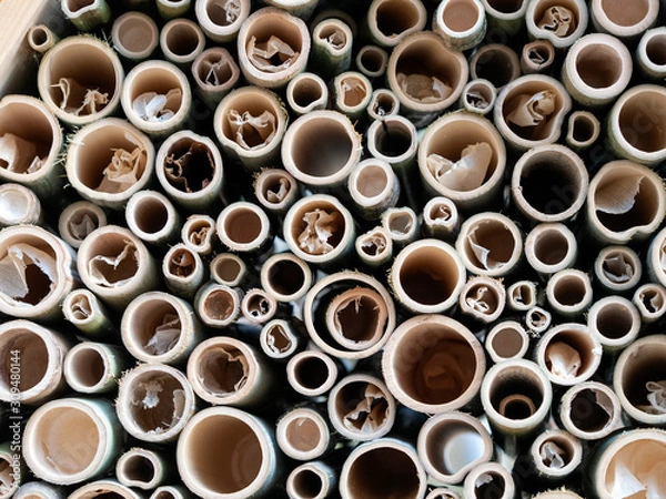 Obraz worm house in a park