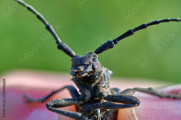 Obraz large insect beetle barbel in hands close up macro