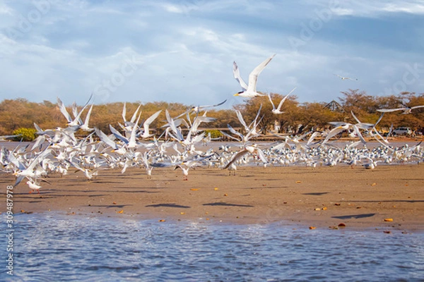 Fototapeta The group of birds, sandwich terns in seabird park and reserve of Senegal, Africa. They flies over the beach in lagoon Somone.