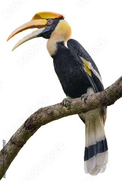 Fototapeta Great hornbill on branch on the White Blackground